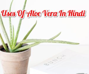 15 Uses Of Aloe Vera In Hindi